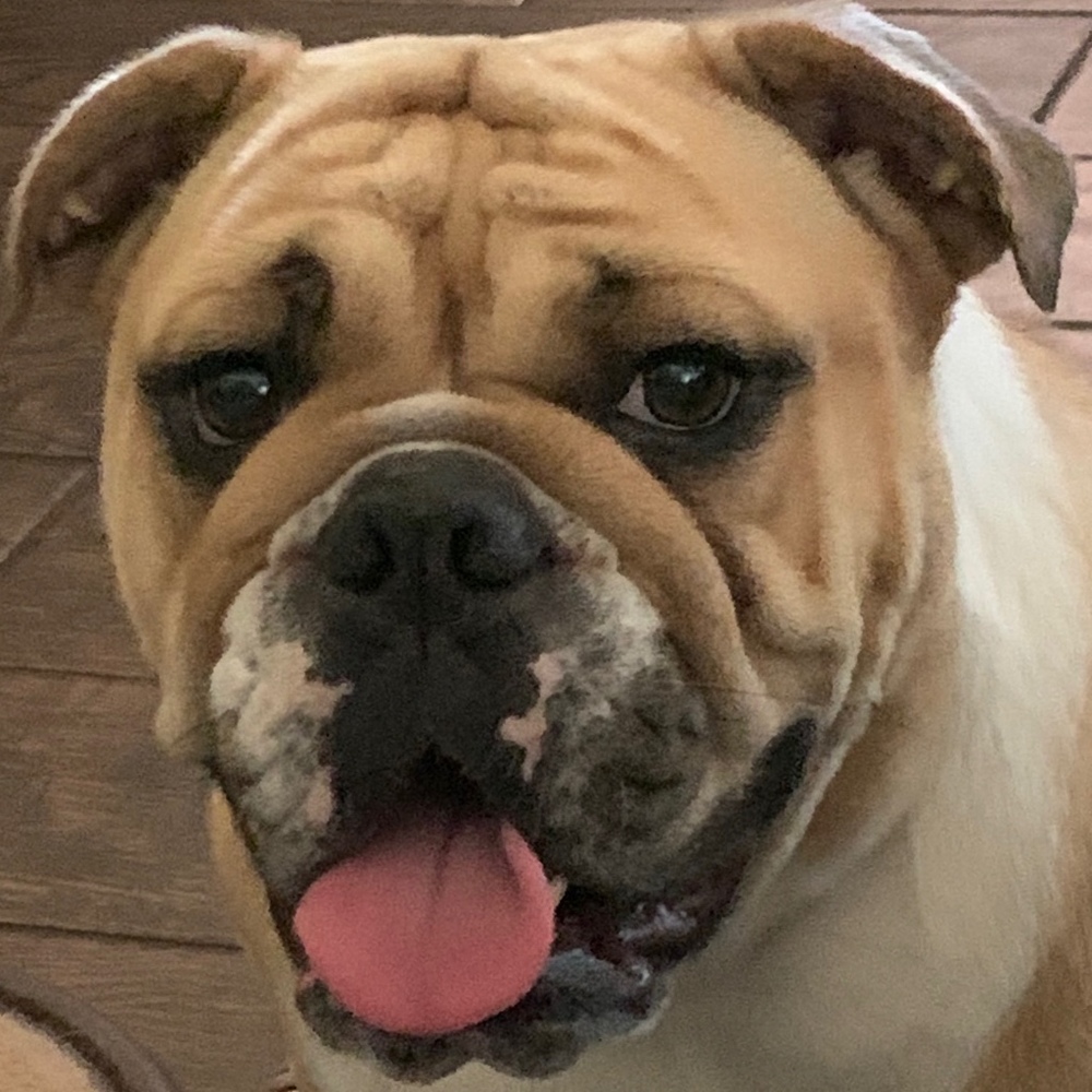 Meet your Posher, Opal